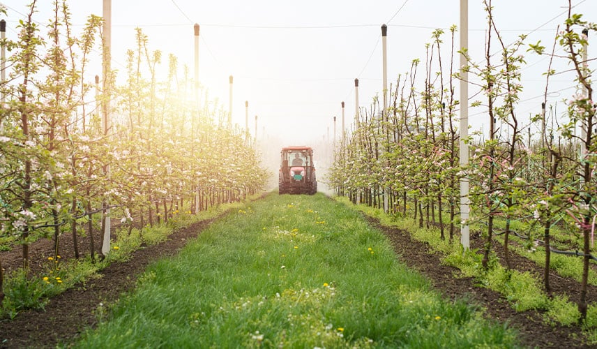 Begrünung zwischen den Obstbaumreihen