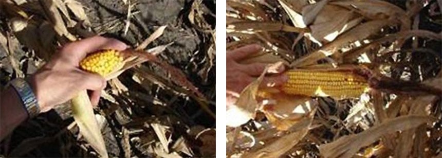 Links verkümmerter Mais im Zusammenhang mit übermäßiger Bodenverdichtung