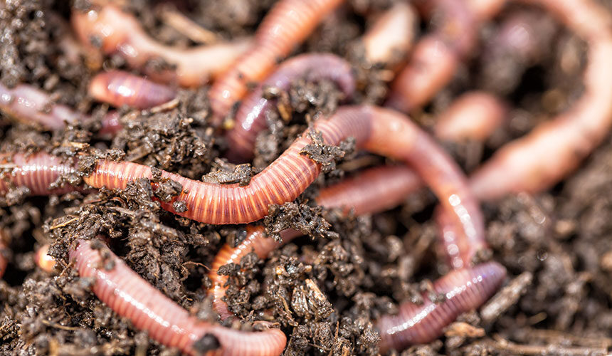 Die Erhaltung des biologischen Lebens im Boden ist eines der besten Mittel zur Verbesserung der Bodenqualität